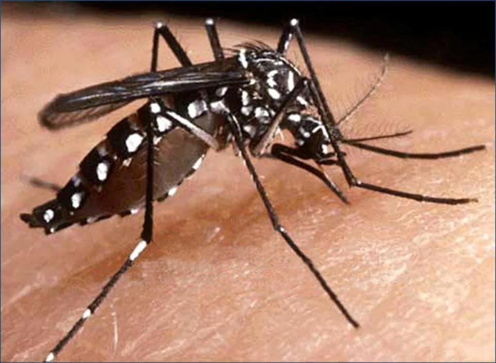 PREVENÇÃO CONTRA A DENGUE