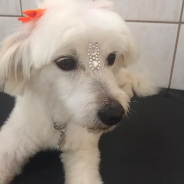 2024 - Cãotinho (3)