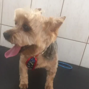 2024 - Cãotinho (4)