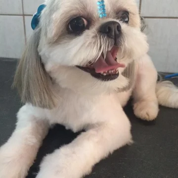 2024 - Cãotinho (5)