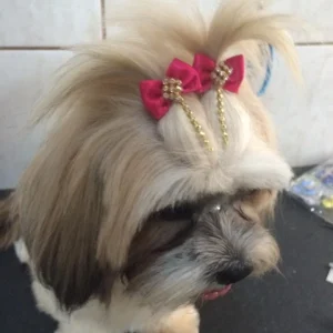 2024 - Cãotinho (6)