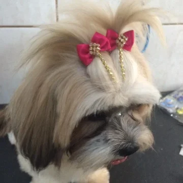 2024 - Cãotinho (6)