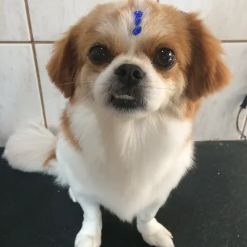 2024 - Cãotinho (7)