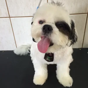 2024 - Cãotinho (8)